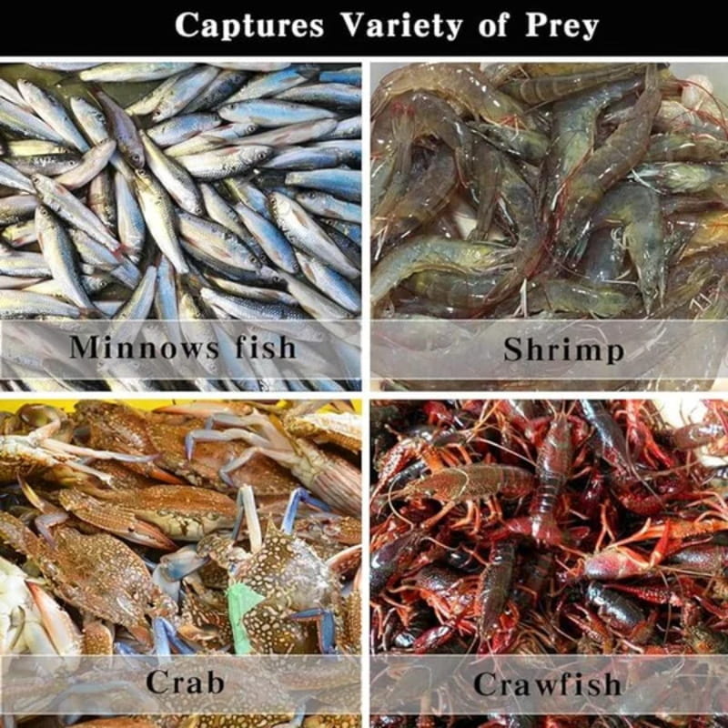 🔥🐟 Automatyczna składana siatka dla wędkarzy – wzmocniona nylonowa siatka wędkarska 🎣✨